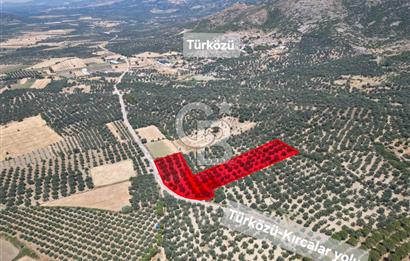 Ayvalık Türközü'nde Asfalt Yola Cepheli Satılık Zeytinlik 