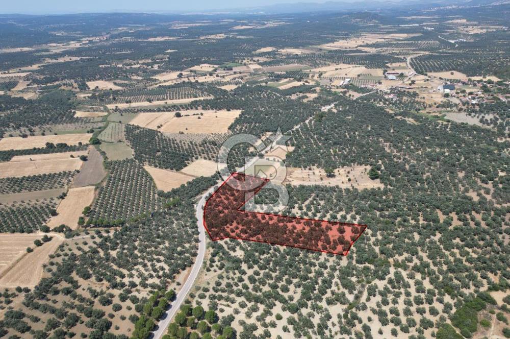 Ayvalık Türközü'nde Asfalt Yola Cepheli Satılık Zeytinlik 