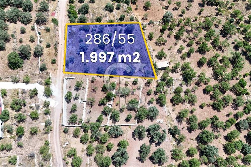 DATÇA CUMALI MAHALLESİ'NDE 1997m2 SATILIK BADEMLİK