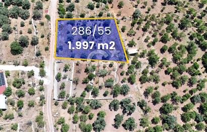 DATÇA CUMALI MAHALLESİ'NDE 1997m2 SATILIK BADEMLİK