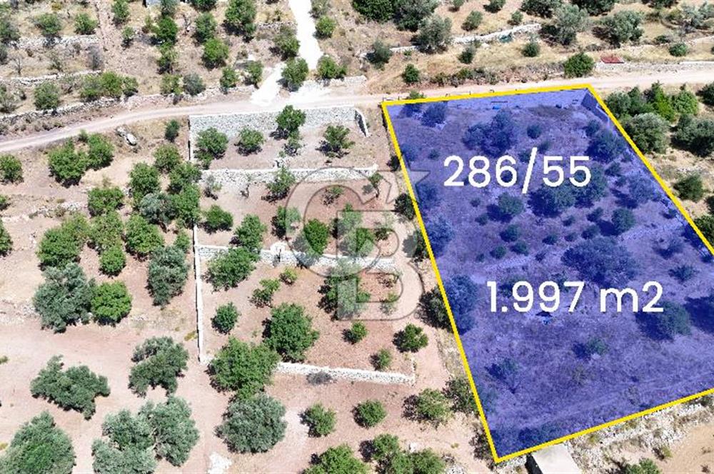 DATÇA CUMALI MAHALLESİ'NDE 1997m2 SATILIK BADEMLİK