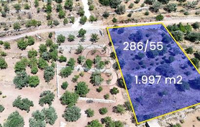 DATÇA CUMALI MAHALLESİ'NDE 1997m2 SATILIK BADEMLİK
