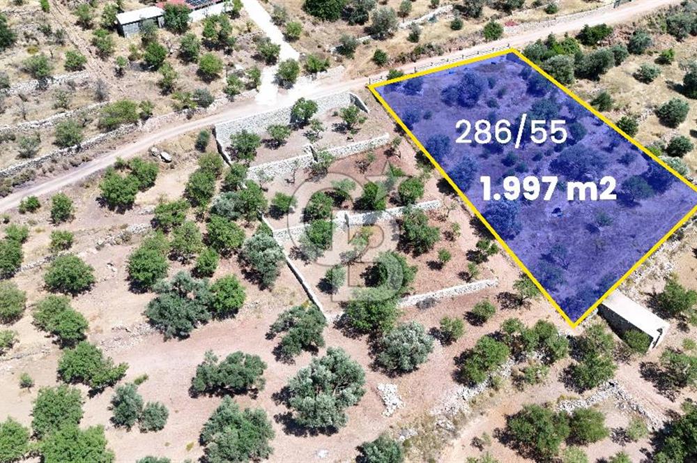 DATÇA CUMALI MAHALLESİ'NDE 1997m2 SATILIK BADEMLİK