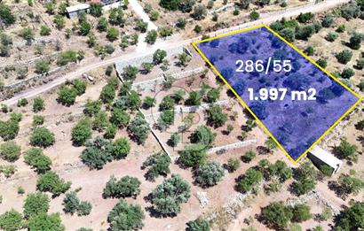 DATÇA CUMALI MAHALLESİ'NDE 1997m2 SATILIK BADEMLİK