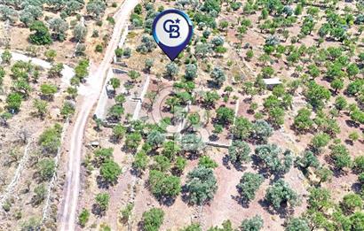 DATÇA CUMALI MAHALLESİ'NDE 1997m2 SATILIK BADEMLİK