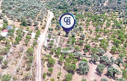 DATÇA CUMALI MAHALLESİ'NDE 1997m2 SATILIK BADEMLİK