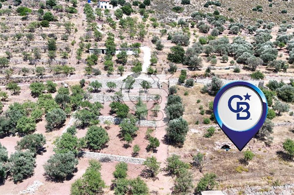 DATÇA CUMALI MAHALLESİ'NDE 1997m2 SATILIK BADEMLİK