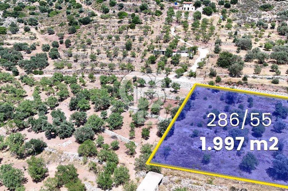 DATÇA CUMALI MAHALLESİ'NDE 1997m2 SATILIK BADEMLİK