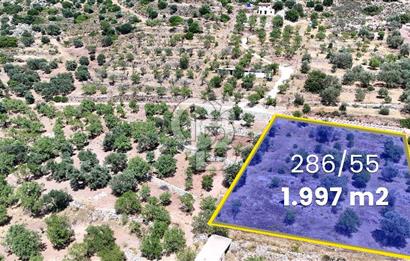 DATÇA CUMALI MAHALLESİ'NDE 1997m2 SATILIK BADEMLİK