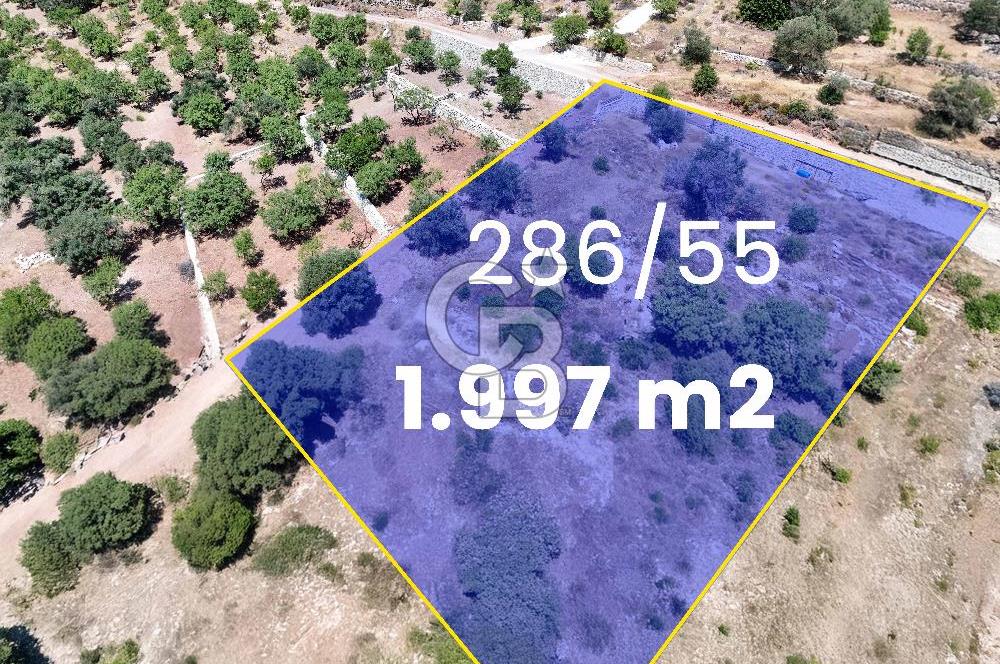 DATÇA CUMALI MAHALLESİ'NDE 1997m2 SATILIK BADEMLİK
