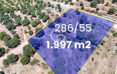 DATÇA CUMALI MAHALLESİ'NDE 1997m2 SATILIK BADEMLİK