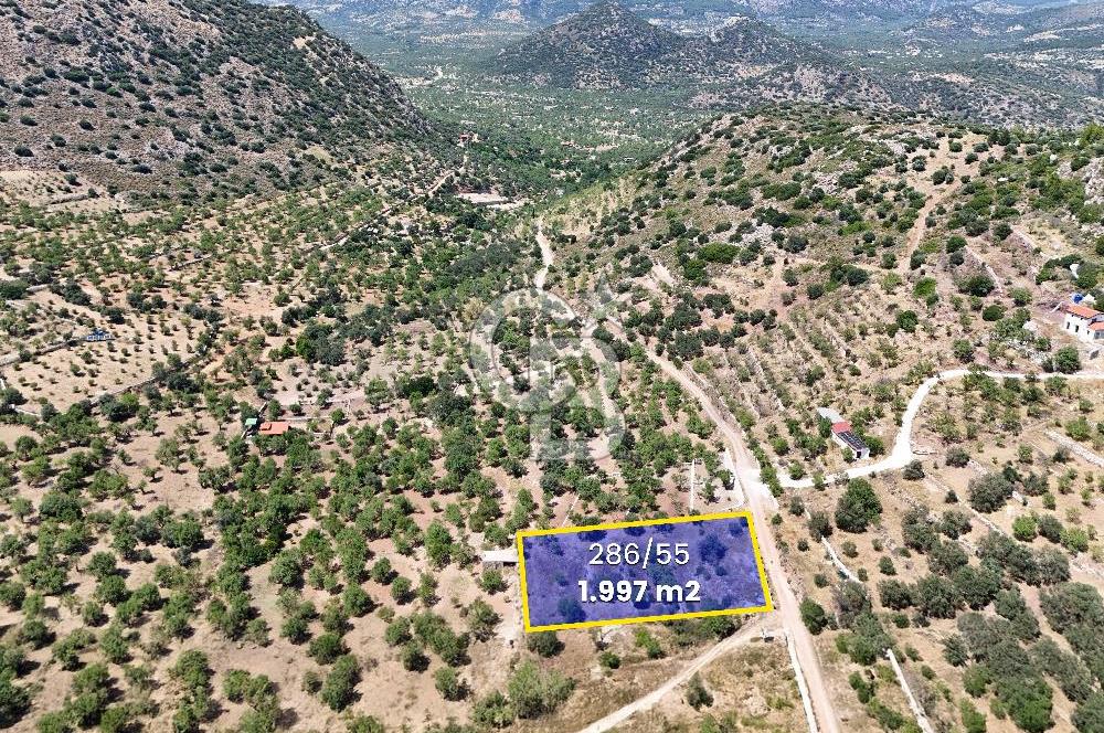 DATÇA CUMALI MAHALLESİ'NDE 1997m2 SATILIK BADEMLİK