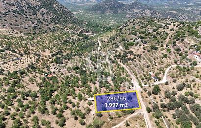 DATÇA CUMALI MAHALLESİ'NDE 1997m2 SATILIK BADEMLİK