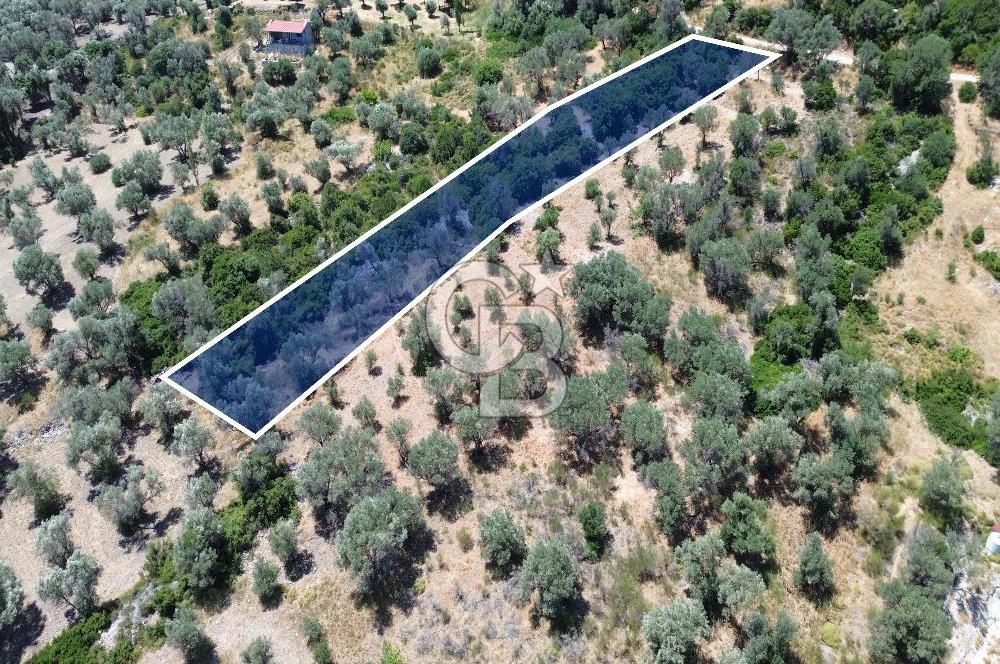 Karaburun Kösedere'de Panoramik Deniz Manzaralı Satılık Tarla