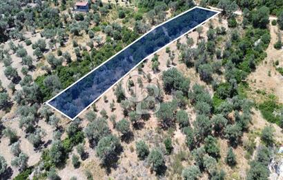 Karaburun Kösedere'de Panoramik Deniz Manzaralı Satılık Tarla