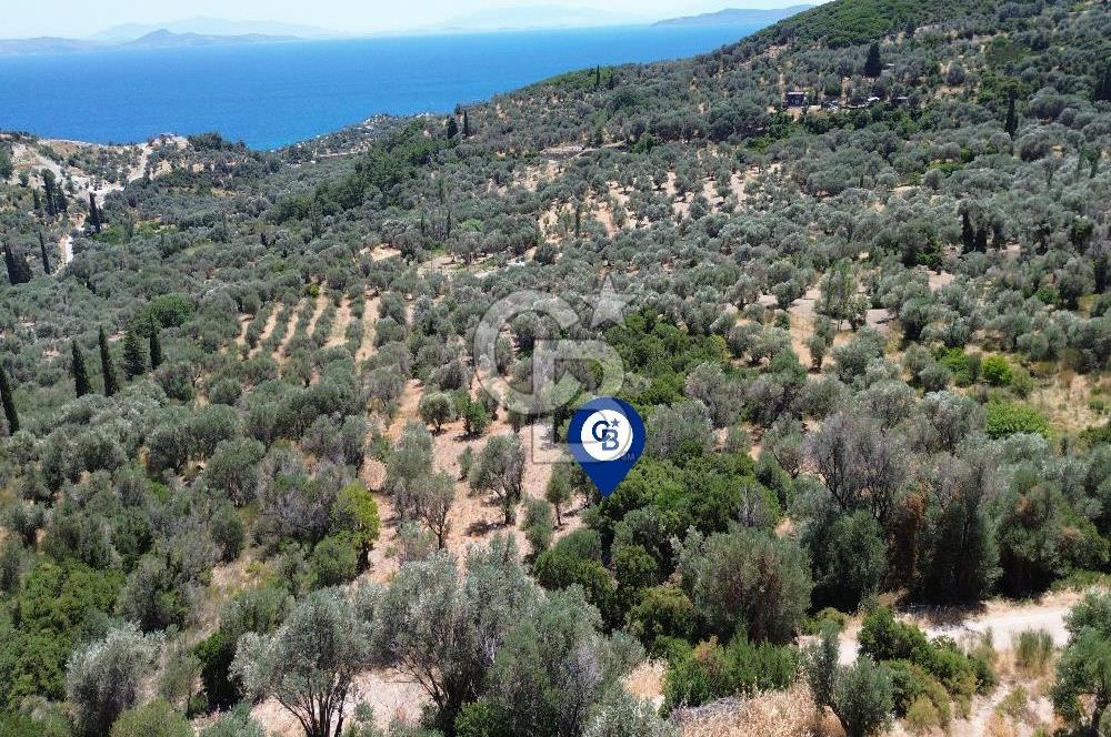 Karaburun Kösedere'de Panoramik Deniz Manzaralı Satılık Tarla