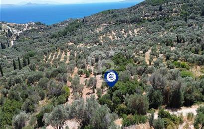 Karaburun Kösedere'de Panoramik Deniz Manzaralı Satılık Tarla