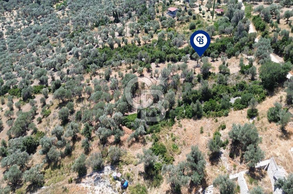 Karaburun Kösedere'de Panoramik Deniz Manzaralı Satılık Tarla