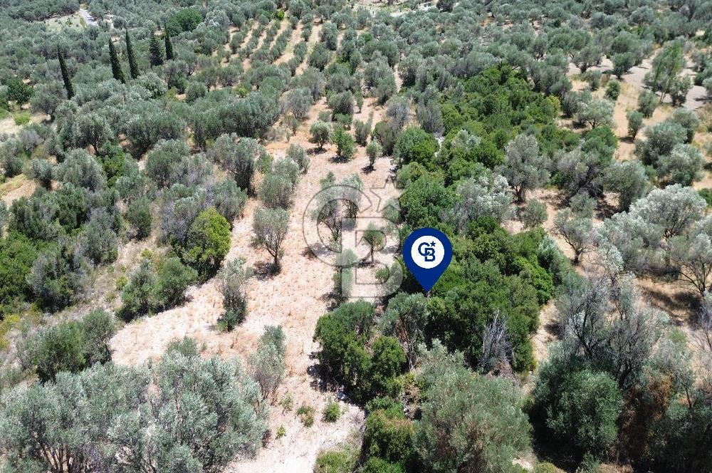Karaburun Kösedere'de Panoramik Deniz Manzaralı Satılık Tarla