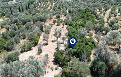Karaburun Kösedere'de Panoramik Deniz Manzaralı Satılık Tarla