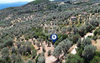 Karaburun Kösedere'de Panoramik Deniz Manzaralı Satılık Tarla
