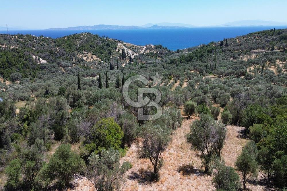 Karaburun Kösedere'de Panoramik Deniz Manzaralı Satılık Tarla
