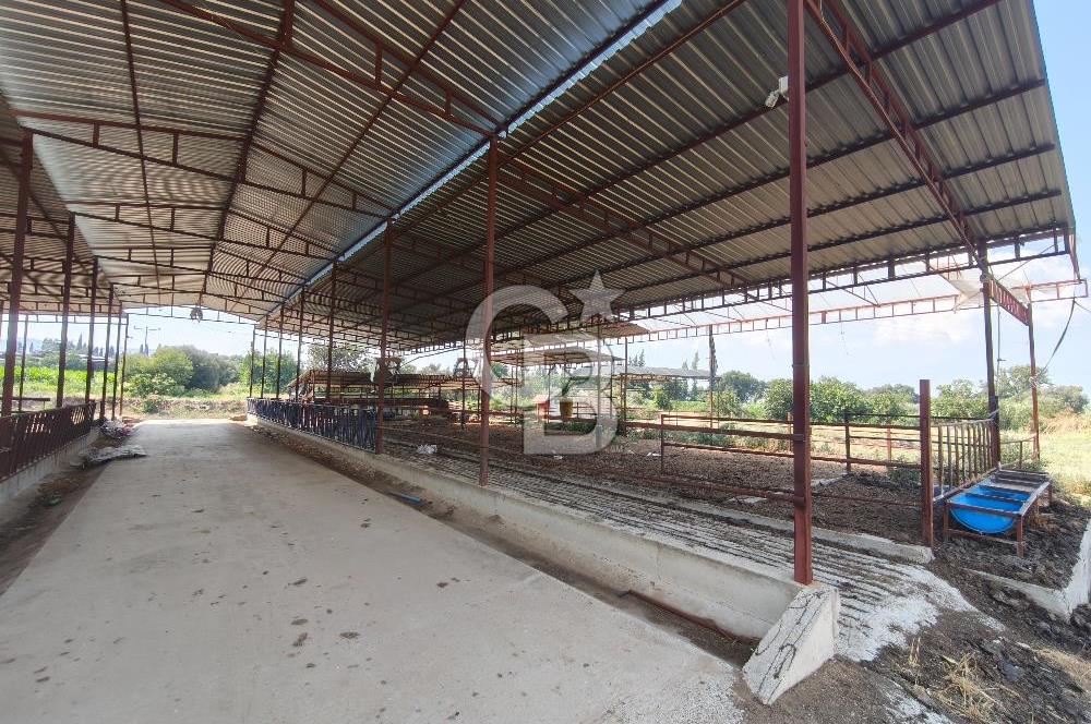 ÖDEMİŞ'TE İMARLI ALANA KOMŞU SATILIK 5900 m² MÜSTAKİL ÇİFTLİK