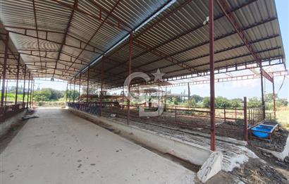 ÖDEMİŞ'TE İMARLI ALANA KOMŞU SATILIK 5900 m² MÜSTAKİL ÇİFTLİK