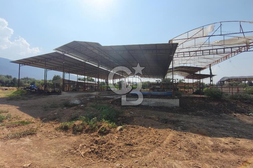 ÖDEMİŞ'TE İMARLI ALANA KOMŞU SATILIK 5900 m² MÜSTAKİL ÇİFTLİK