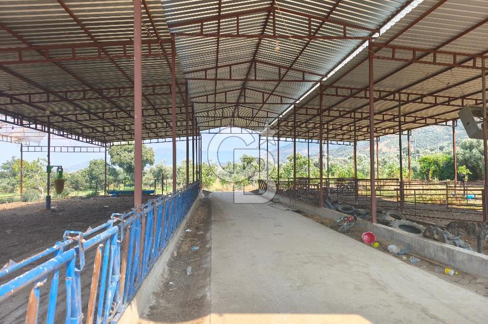 ÖDEMİŞ'TE İMARLI ALANA KOMŞU SATILIK 5900 m² MÜSTAKİL ÇİFTLİK