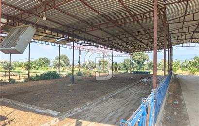 ÖDEMİŞ'TE İMARLI ALANA KOMŞU SATILIK 5900 m² MÜSTAKİL ÇİFTLİK