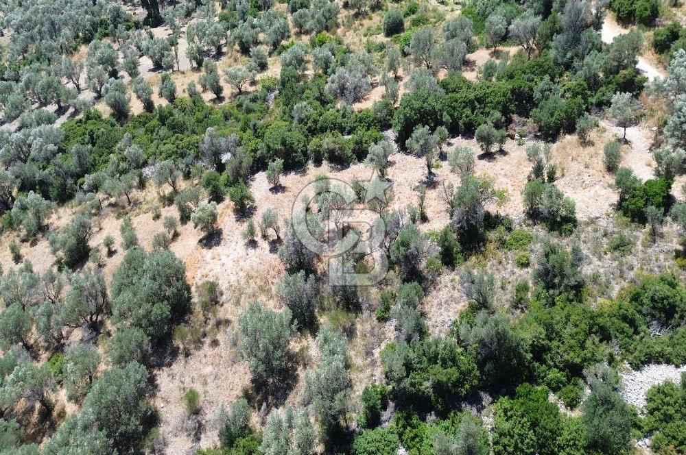 Karaburun Kösedere'de Panoramik Deniz Manzaralı Satılık Tarla