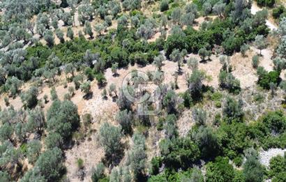 Karaburun Kösedere'de Panoramik Deniz Manzaralı Satılık Tarla
