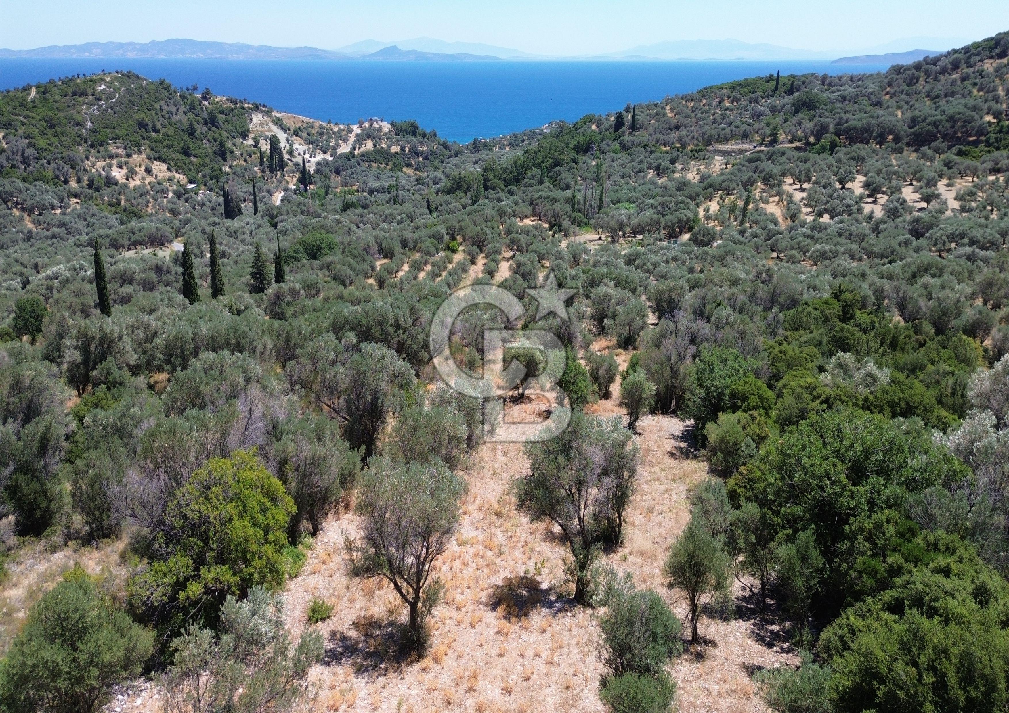Karaburun Kösedere'de Panoramik Deniz Manzaralı Satılık Tarla