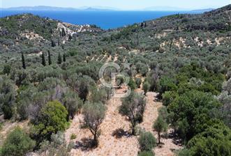 Karaburun Kösedere'de Panoramik Deniz Manzaralı Satılık Tarla - 6 - 357716