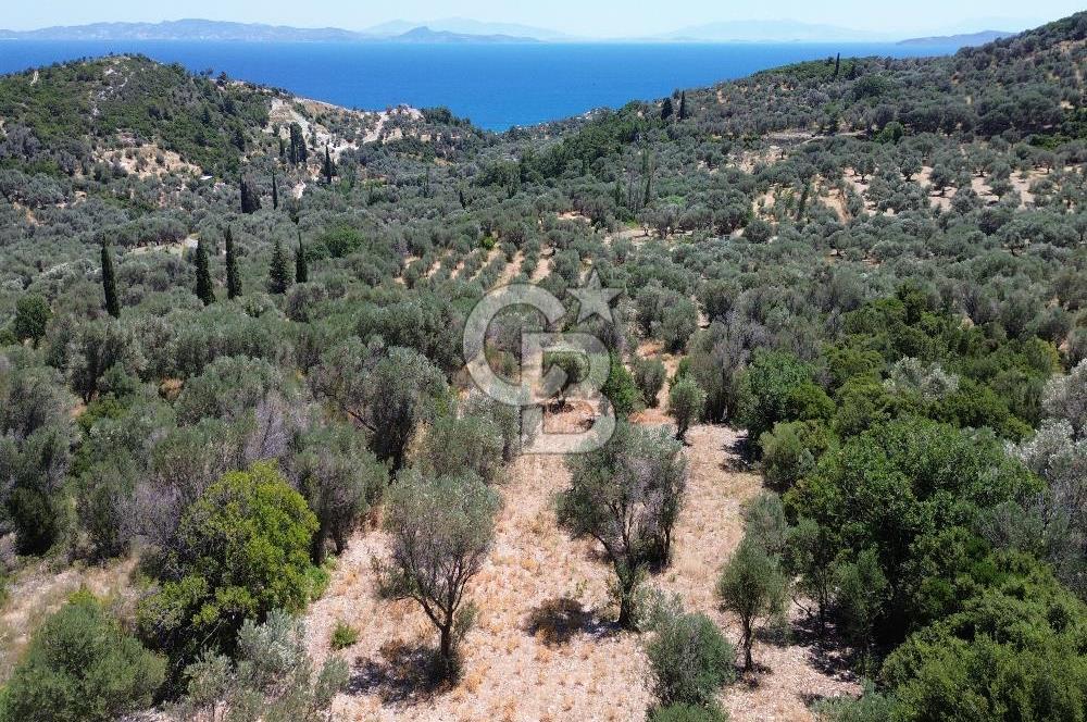 Karaburun Kösedere'de Panoramik Deniz Manzaralı Satılık Tarla
