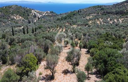 Karaburun Kösedere'de Panoramik Deniz Manzaralı Satılık Tarla