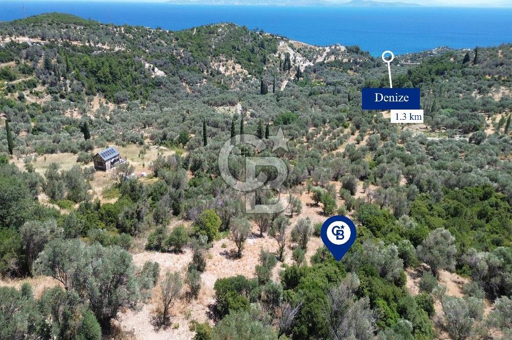 Karaburun Kösedere'de Panoramik Deniz Manzaralı Satılık Tarla