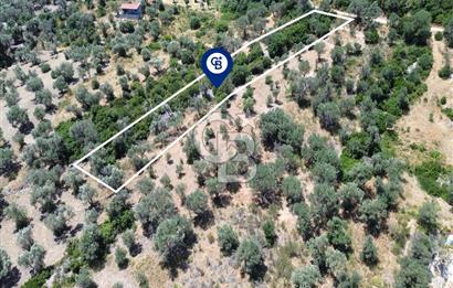Karaburun Kösedere'de Panoramik Deniz Manzaralı Satılık Tarla