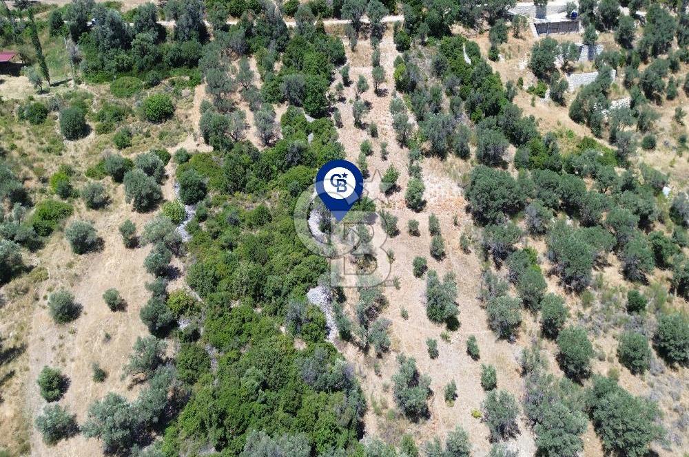 Karaburun Kösedere'de Panoramik Deniz Manzaralı Satılık Tarla