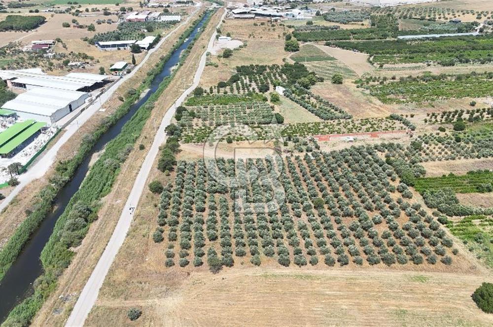 İZMİR Kemalpaşa Akalan'da Yola Cephe Satılık Zeytinlik