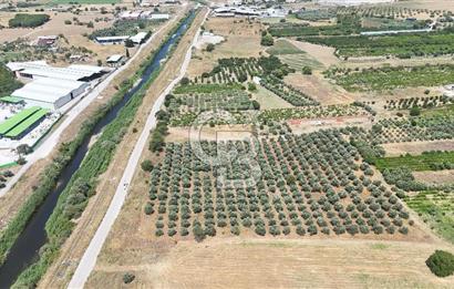İZMİR Kemalpaşa Akalan'da Yola Cephe Satılık Zeytinlik