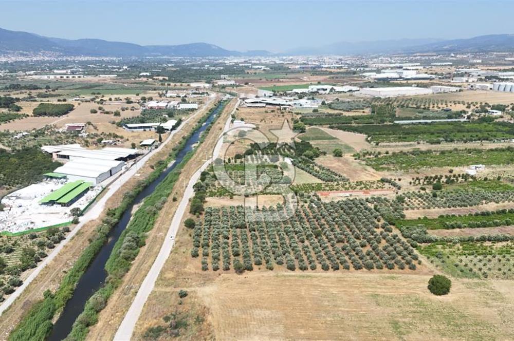 İZMİR Kemalpaşa Akalan'da Yola Cephe Satılık Zeytinlik