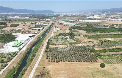 İZMİR Kemalpaşa Akalan'da Yola Cephe Satılık Zeytinlik