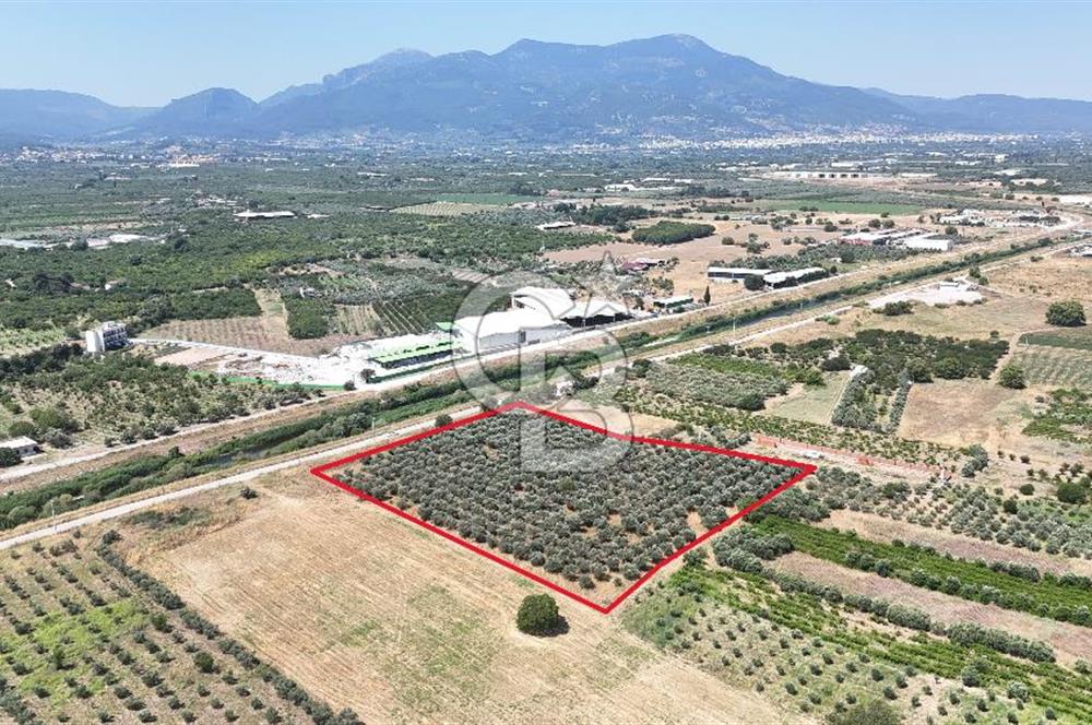 İZMİR Kemalpaşa Akalan'da Yola Cephe Satılık Zeytinlik