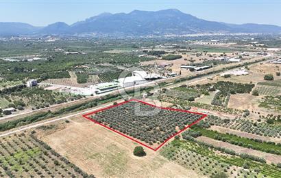 İZMİR Kemalpaşa Akalan'da Yola Cephe Satılık Zeytinlik