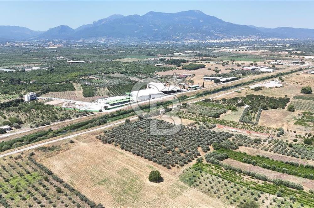 İZMİR Kemalpaşa Akalan'da Yola Cephe Satılık Zeytinlik
