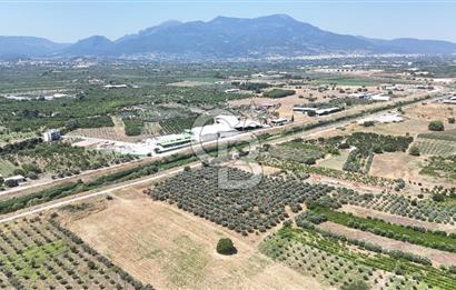 İZMİR Kemalpaşa Akalan'da Yola Cephe Satılık Zeytinlik