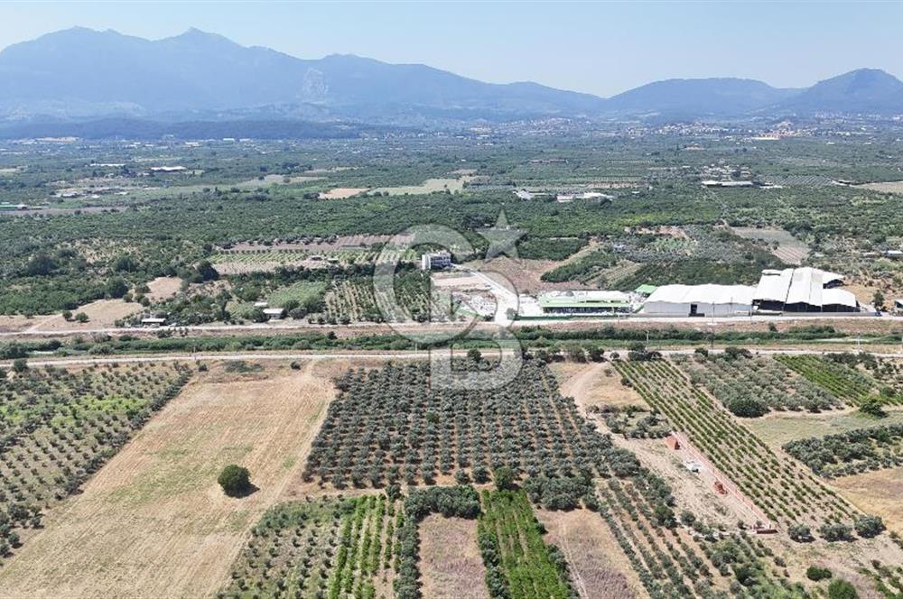 İZMİR Kemalpaşa Akalan'da Yola Cephe Satılık Zeytinlik