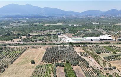 İZMİR Kemalpaşa Akalan'da Yola Cephe Satılık Zeytinlik